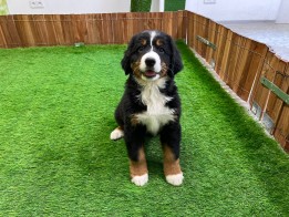 Bernese Mountain Dog female Puppy for sale 010534638
